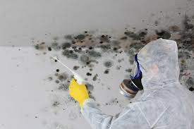 Why You Should Choose Our Mold Remediation Services in Battlement Mesa, CO